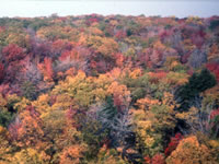 [photo:] Forest in fall colors