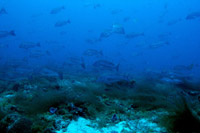 Spawning Snapper Photo: Don DeMaria