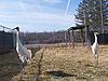 Whooping cranes 02-96092 and 02-88062 are a pair years in the making, but well worth the wait. Photo by Barbara Clauss, USGS.