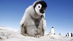 A penguin chick close up