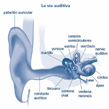 La vía auditiva 