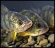 Fish image