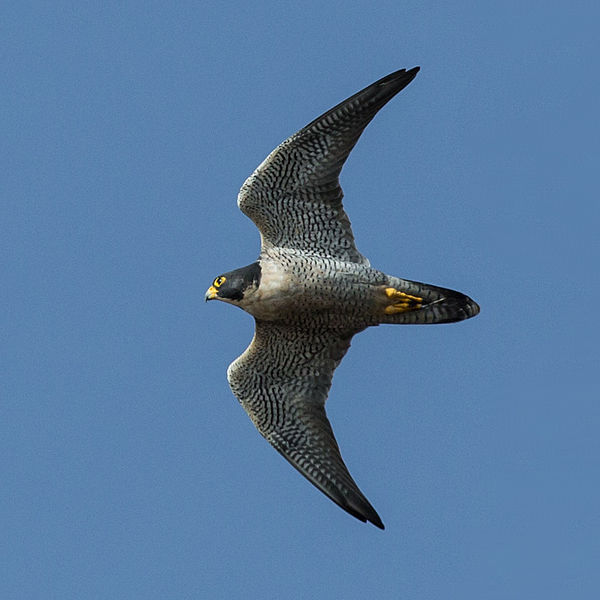 File:Falco peregrinus -Morro Rock, Morro Bay, California, USA -flying-8.jpg