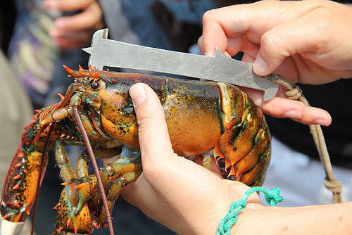 Nicola measuring a lobster in Maine.