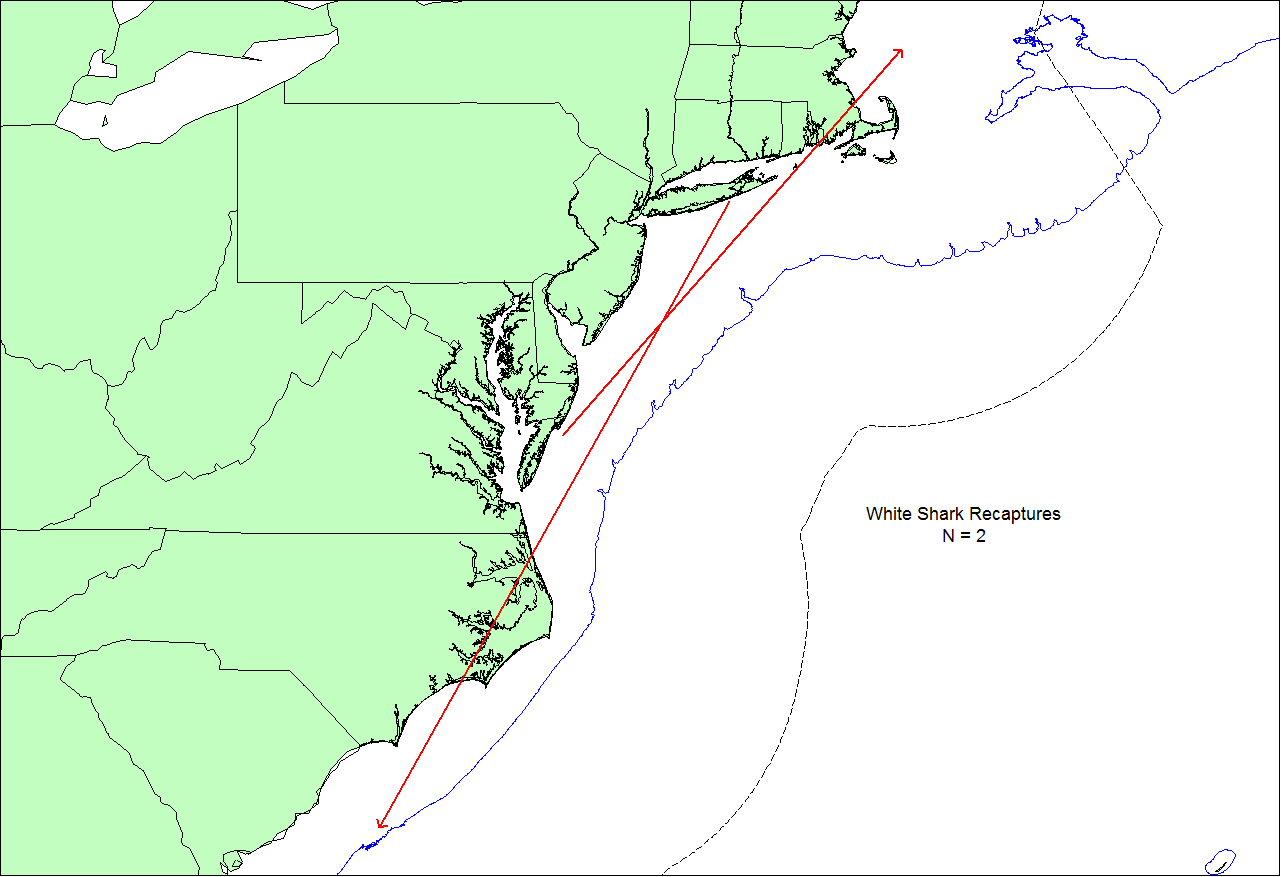 White shark releases and recaptures