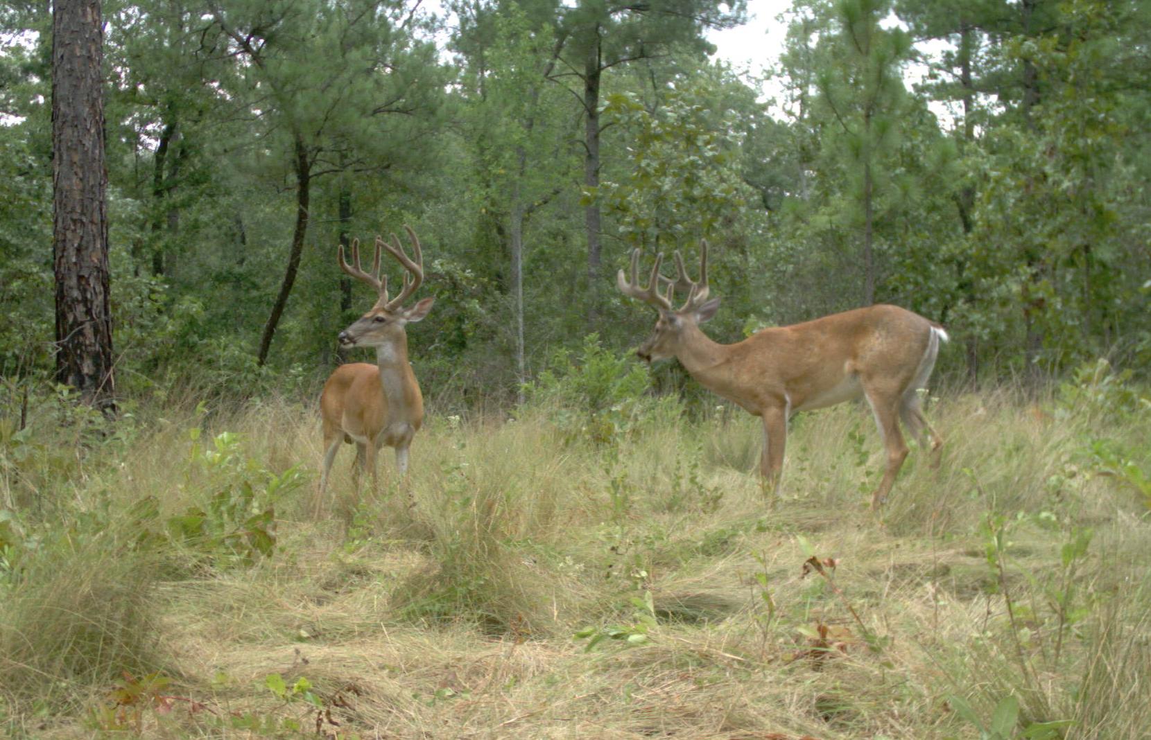 Two bucks in velvet in the piney woods