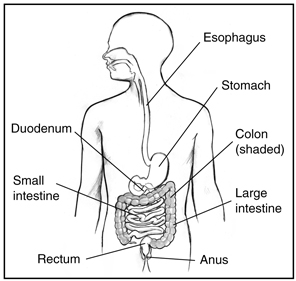 The digestive tract, with labels: esophagus, stomach, duodenum, small and large intestines, colon, rectum, and anus