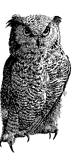 Owl