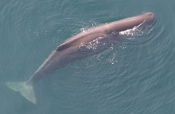 Sperm Whale