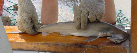 Measuring Young-of-the-year Scalloped Hammerhead Shark