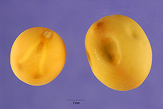 Photo of Pisum sativum L.