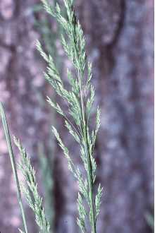 Photo of Poa pratensis L.