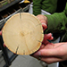 Examining Tree Ring Samples