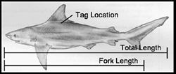 Diagram of Tagged Shark