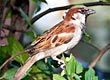 sparrow