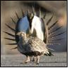 Greater sage-grouse