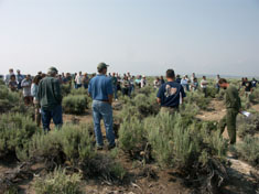 Greater Sage-grouse