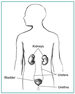 Drawing of the urinary tract in the outline of a male body. Labels point to the kidneys, bladder, ureters, and urethra.