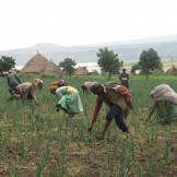 men and women working in a field