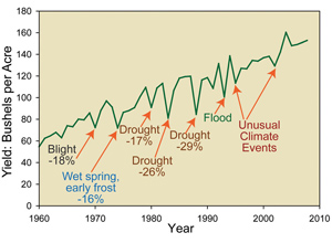 Line graph that shows the yield in bushels per acre by year. The map calls out several events that caused significant declines in yield. Blight, wet spring and early frost, droughts, flood, and unusual climate events caused as much as 29 percent declines in yield. The data ranges from 1960 to 2010 and over that period of time the trend shows that the yield per acre has risen from approximately 60 to 150 bushels per acre.