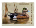 American Wigeon Duck 2010-2011
