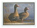 White-Fronted Geese 2011-2012