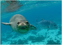 Critical habitat of the endangered Hawaiian Monk Seal, found only in Hawaii