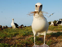 Laysan Albatross are abundant at Midway Atoll National Wildlife Refuge. Credit: Kittipong