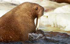 walrus on ice. USFWS