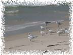 Picture of Sea Gulls