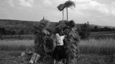 Photographing the Color of Hay