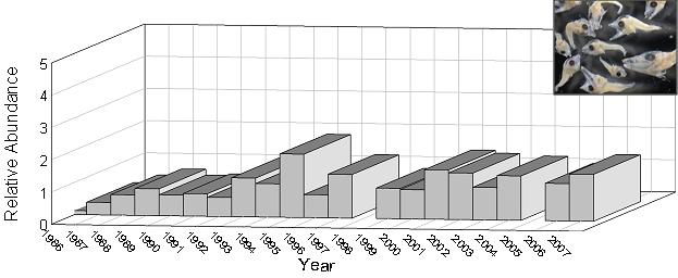 king mackerel larval abundance graph