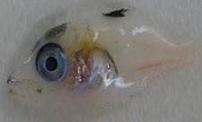 tuna larvae