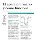 El aparato urinario y cómo funciona publication thumbnail image