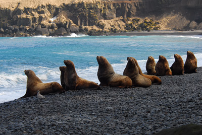 Steller sea lions on Seguam Island, Alaska