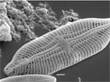 living cell of the diatom Pleurosira laevis