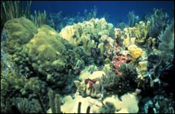 coral reefs