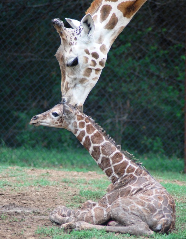 A giraffe calf was recently born at the Dickerson Park Zoo in Springfield, MO. Here, the baby giraffe sits while mother licks its head (Photo: Dickerson Park Zoo)