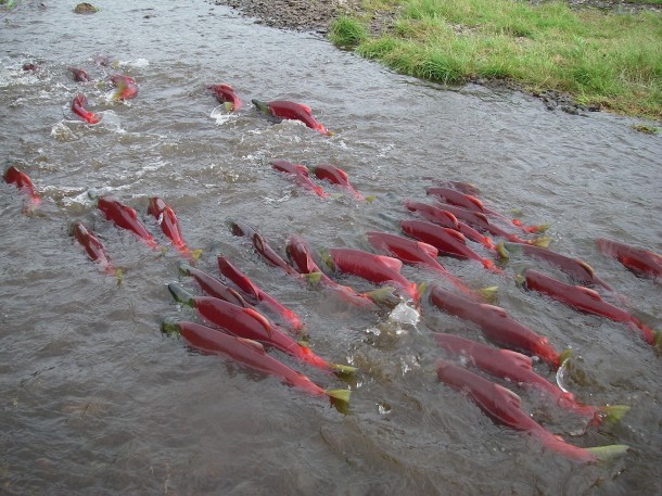 When sockeye salmon migrate from salt water to fresh water, they change color--going from their ocean colors of mostly silver to red when in fresh water (Photo: Dr. Tom Quinn, University of Washington)