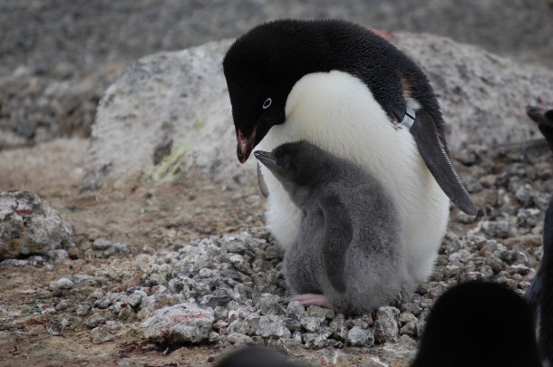 A baby Adélie penguin nuzzles up to its mother. This photo was taken inside one of three bird colonies on Ross Island near Antarctica. (Photo: Penguinscience.com)