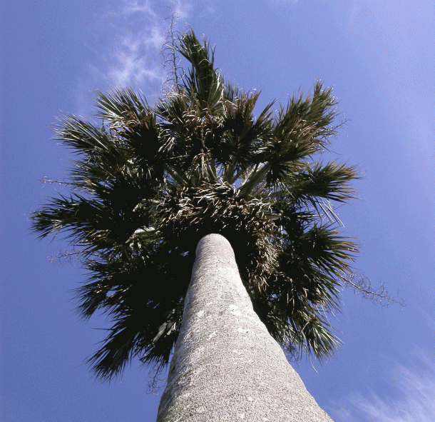A sabal causiarum, commonly known as the Puerto Rican hat palm was planted in 1932 at the Montgomery Botanical Center in Coral Gables Florida.  (Photo: P. Barry Tomlinson, National Tropical Botanical Garden, Miami/American Journal of Botany)