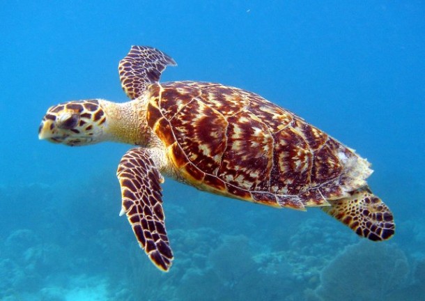 This is a hawksbill sea turtle. It's an endangered animal and is one of seven species of the world's sea turtles. It's shell is made up of overlapping plates that are thicker than those of other sea turtles. This heavy duty shell protects them from being battered. (Photo: Caroline S. Rogers/NOAA)