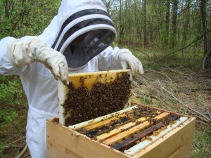 A beekeeper tends to one of her beehives (Photo: Emma Jane Hogbin via Creative Commons at Flickr)