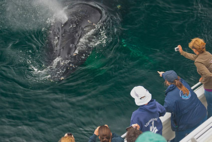 volunteers counting whales