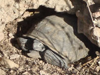 Desert tortoise scat found on land in the Chuckwalla Bench Desert Wildlife Management Area. The scat was detected during surveys conducted in June 2010 - Reclamation