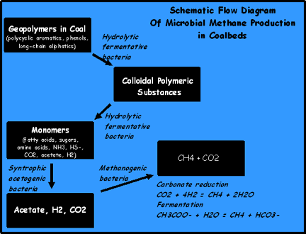 Fig. T1-1. Conceptual model of microbial conversion of geopolymeric carbon to methane.