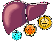 drawing of the liver