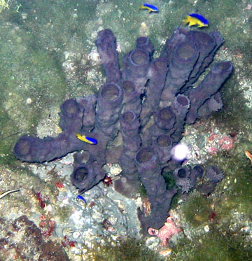 branching vase sponge (Callyspongia vaginalis)