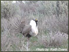 sage grouse picture