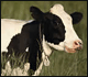 Cow in field